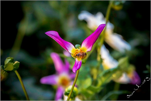 Anggarden-Bloom-Botaniska20210830-175927XCF Gothenburg, Sweden