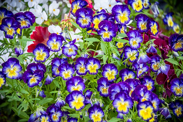 Viola, Sweden Pansy, Viola, Pensé, Mellby, Sweden