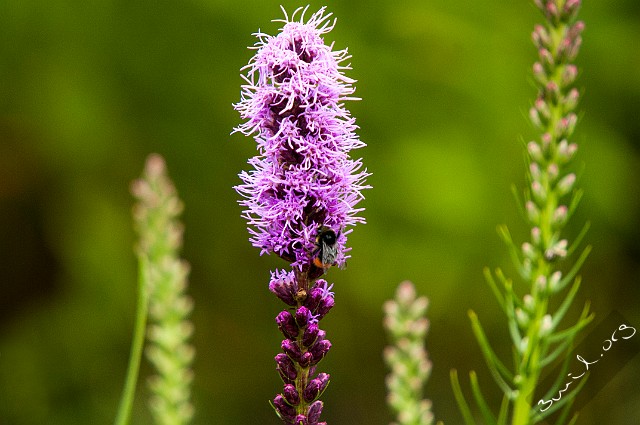 Asterales, Belarus Liatris Spicata Rosenstav Minsk, Belarus