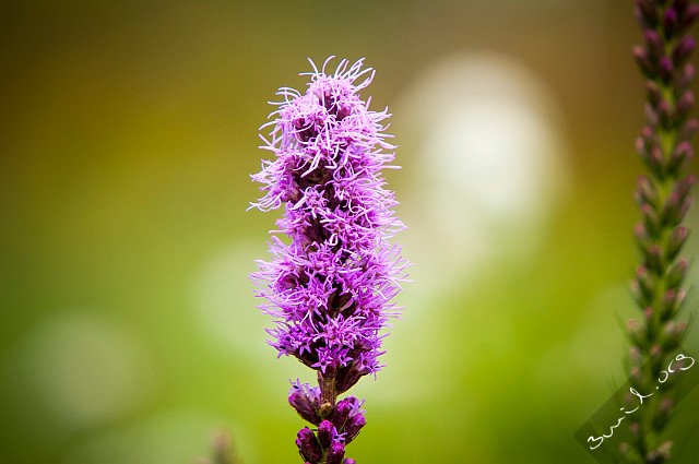 Asterales, Belarus Liatris Spicata Rosenstav Minsk, Belarus