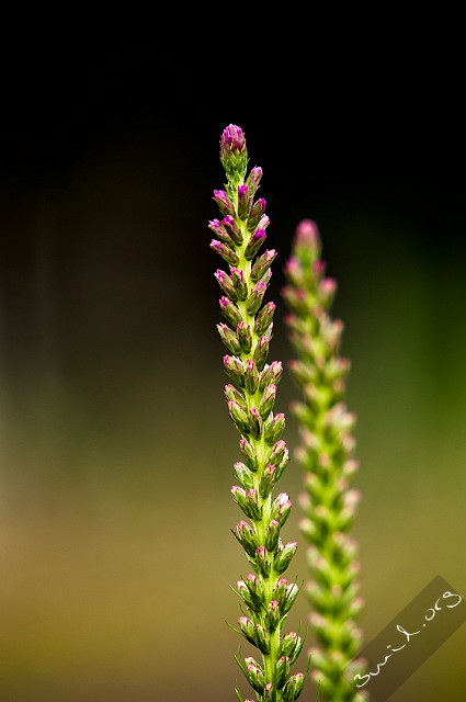 Asterales, Belarus Liatris Spicata Rosenstav Minsk, Belarus