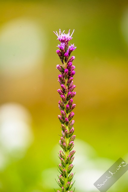 Asterales, Belarus Liatris Spicata Rosenstav Minsk, Belarus