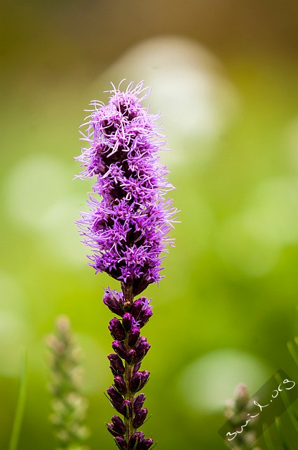 Asterales, Belarus Liatris Spicata Rosenstav Minsk, Belarus