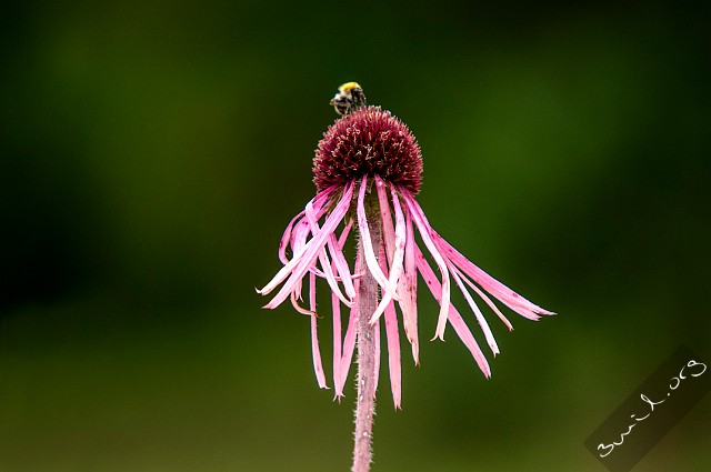 Echinacea, Belarus Echinacea Pallida Blek Solhatt Minsk, Belarus