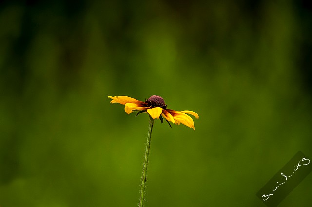 Rudbeckia, Belarus Asteraceae Korgblommiga växter Minsk, Belarus