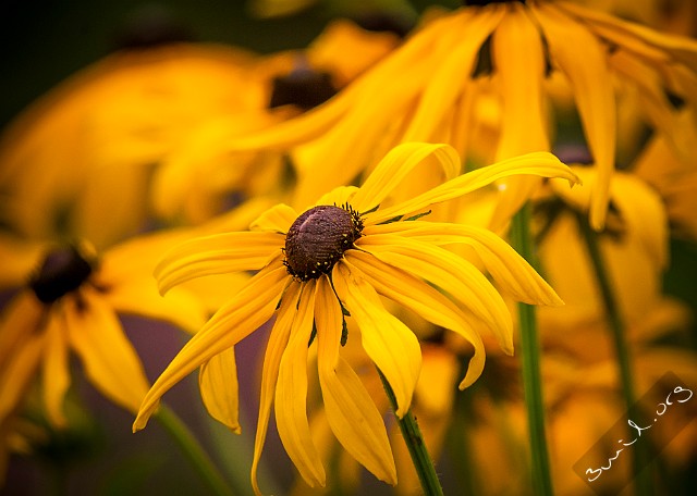 Asterales, Belarus Rudbeckia, Coneflowers Korgblommiga växter Minsk, Belarus