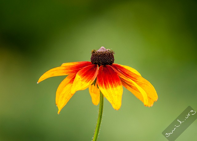 Rudbeckia, Belarus Rudbeckia (Gloriosa) Korgblommiga växter Minsk, Belarus