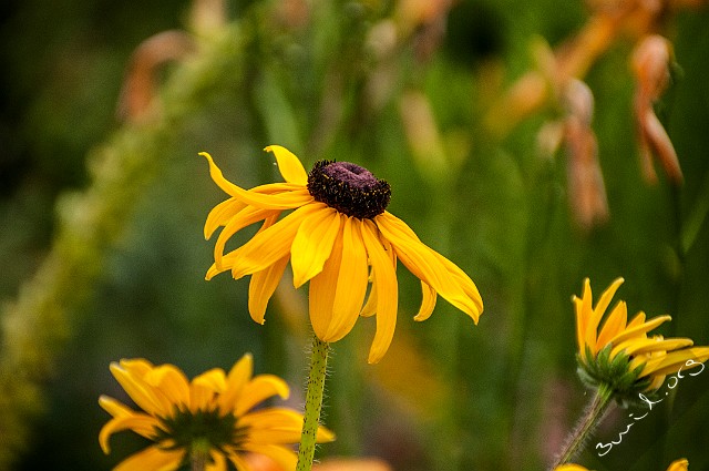 Asterales, Belarus Rudbeckia, Coneflowers Korgblommiga växter Minsk, Belarus