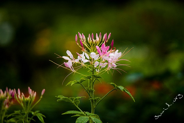 Brassicales, Belarus Cleome Spinosa Paradisblomster Minsk, Belarus