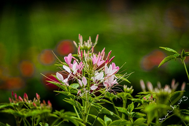 Brassicales, Belarus Cleome Spinosa Paradisblomster Minsk, Belarus