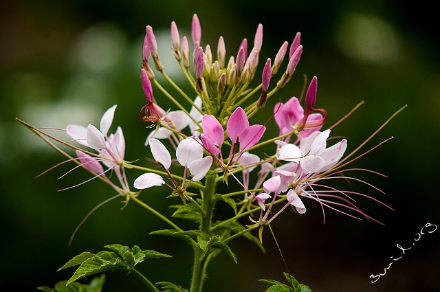 Brassicales, Belarus Cleome Spinosa Paradisblomster Minsk, Belarus