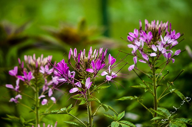 Brassicales, Belarus Cleome Spinosa Paradisblomster Minsk, Belarus