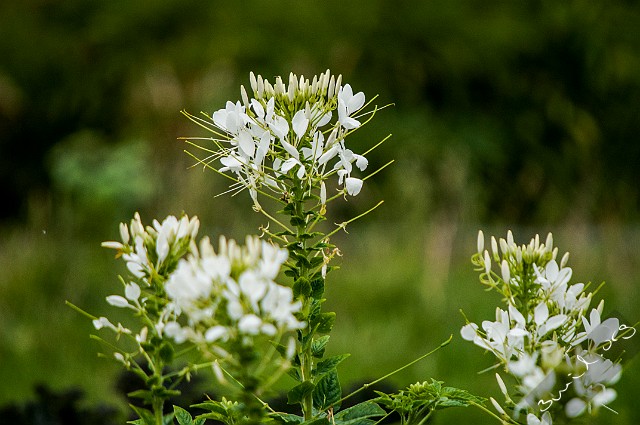 Brassicales, Belarus Cleome Spinosa Paradisblomster Minsk, Belarus