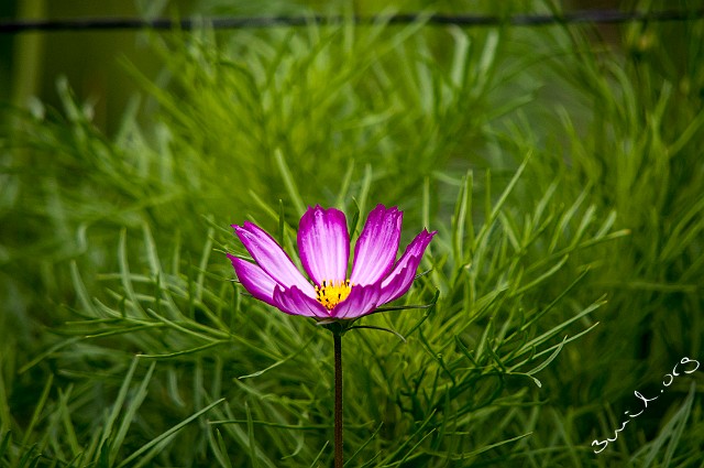 Cosmos, Belarus Cosmos Bipinnatus, Rosenskära, Космея Дваждыперистая, Minsk, Belarus