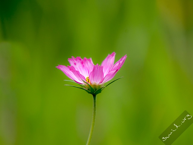 Cosmos, Belarus Cosmos Bipinnatus, Rosenskära, Космея Дваждыперистая, Minsk, Belarus