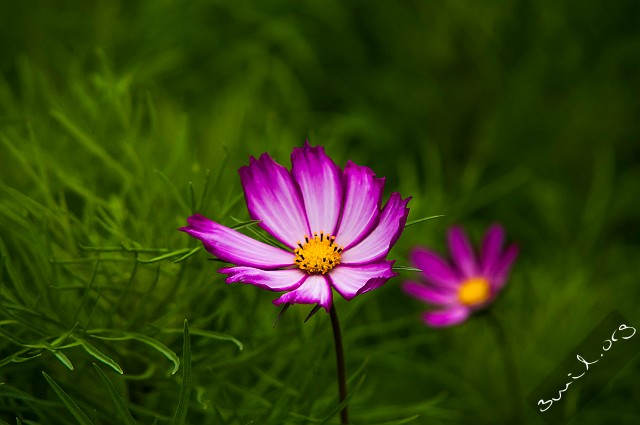 Cosmos, Belarus Cosmos Bipinnatus, Rosenskära, Космея Дваждыперистая, Minsk, Belarus