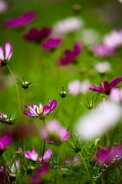 Cosmos, Belarus Cosmos Bipinnatus, Rosenskära, Космея Дваждыперистая, Minsk, Belarus