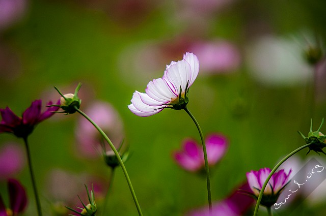 Cosmos, Belarus Cosmos Bipinnatus, Rosenskära, Космея Дваждыперистая, Minsk, Belarus