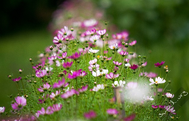 Cosmos, Belarus Cosmos Bipinnatus, Rosenskära, Космея Дваждыперистая, Minsk, Belarus