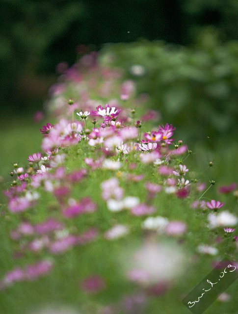 Cosmos, Belarus Cosmos Bipinnatus, Rosenskära, Космея Дваждыперистая, Minsk, Belarus