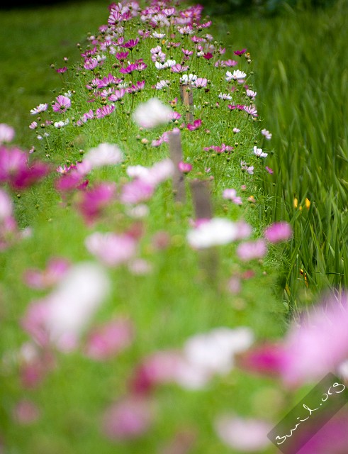 Cosmos, Belarus Cosmos Bipinnatus, Rosenskära, Космея Дваждыперистая, Minsk, Belarus