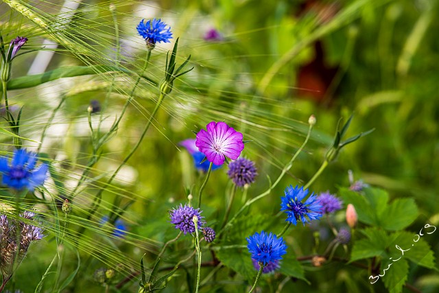 Sweden, Gothenburg Agrostemma githago، Klätt، åkerklätt + Centaurea Cyanus, cornflower, bachelor's button Blåklint Änggården, Sweden علف چنگ + گل گندم