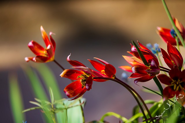 Sweden, Gothenburg Botanical Garden, Gothenburg, Sweden