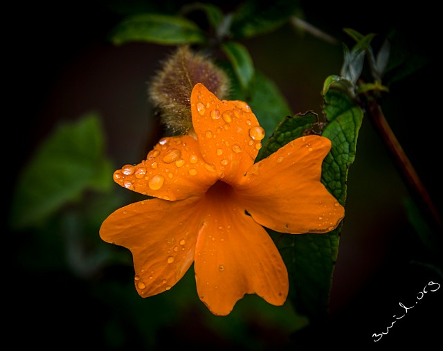 Sweden, Gothenburg Thunbergia gregorii, orange clockvine, orange trumpet vine, Botanical Garden, Gothenburg, Sweden