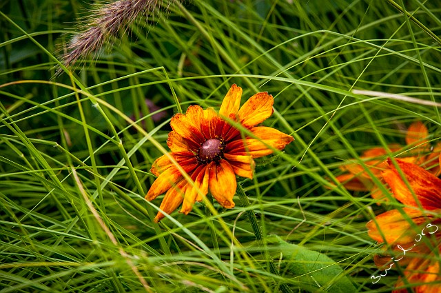 Asterales, Sweden Asteraceae Korgblommiga växter Gothenburg, Sweden