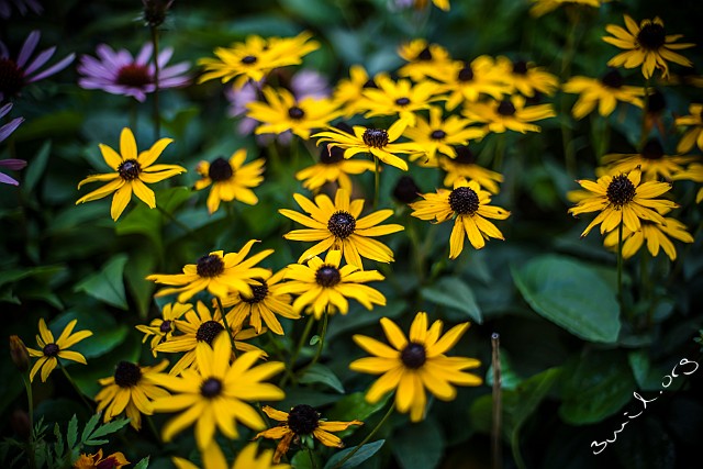 Asterales, Sweden Asteraceae, Rudbeckia Korgblommiga växter Gothenburg, Sweden