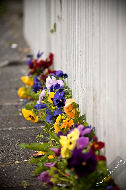 Iceland, Reykjavik Pansy, Viola Pensé Rejyavik, Iceland