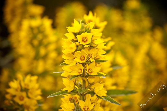 Lysimachia, Iceland Lysimachia Punctata Reykjavik, Iceland