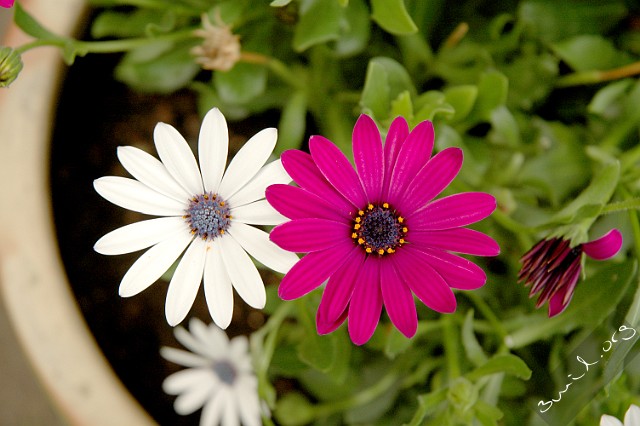 Osteospermum, Sweden Osteospermum Ecklonis Stjärnöga Hisingen, Sweden