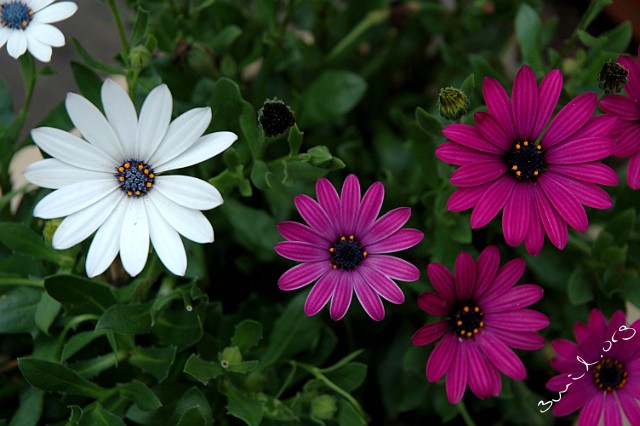 Osteospermum, Sweden Osteospermum Ecklonis Stjärnöga Hisingen, Sweden