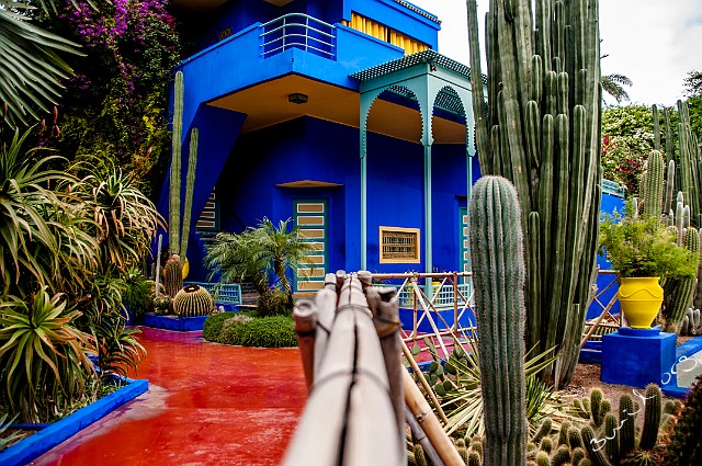 Morocco, Marrakech Le Jardin Majorelle, Marrakech, Morocco