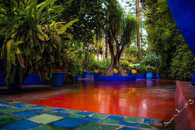 Morocco, Marrakech Le Jardin Majorelle, Marrakech, Morocco