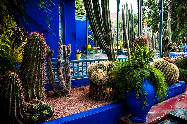 Morocco, Marrakech Le Jardin Majorelle, Marrakech, Morocco