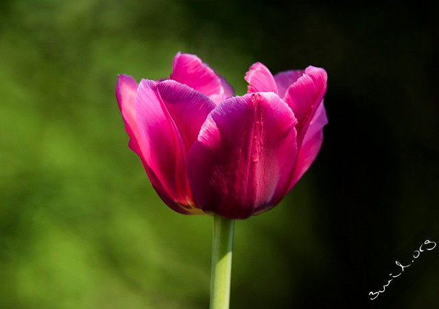 Sweden, Gothenburg Botanical Garden, Gothenburg, Sweden