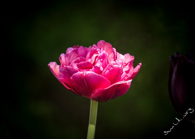 Sweden, Gothenburg Botanical Garden, Gothenburg, Sweden