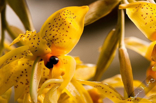 Sweden, Gothenburg Stanhopea Orchid, Orkidé, Botanical Garden, Gothenburg, Sweden ارکیده