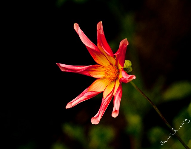 Sweden, Gothenburg Red Dahlia 'Starfish'