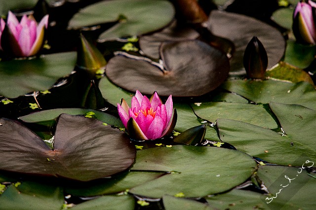 Sweden, Gothenburg Nymphaeaceae, Water Lily, Botanical Garden, Gotheburg, Sweden نیلوفر آبی