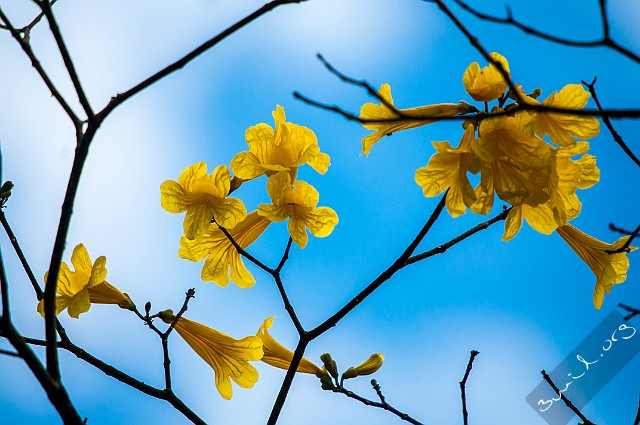 Sri Lanka, Colombo 