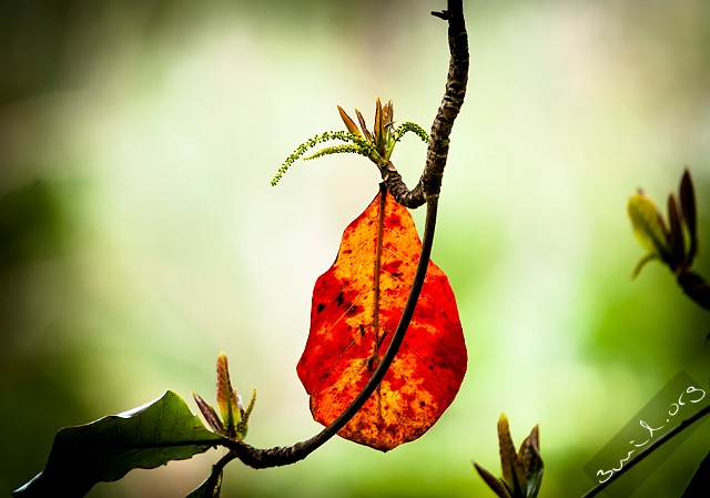 Sri Lanka 