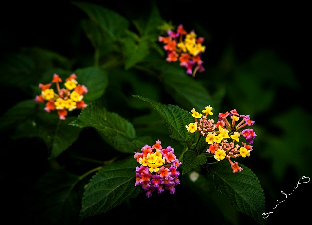 Sri Lanka 