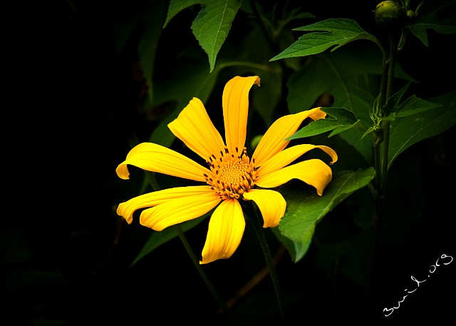 Asterales, Sri Lanka Asteraceae Korgblommiga växter Sri Lanka