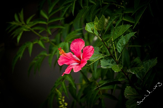 Malvoideae, Sri Lanka Hibiscus, Malvales Hibiskus Sri Lanka