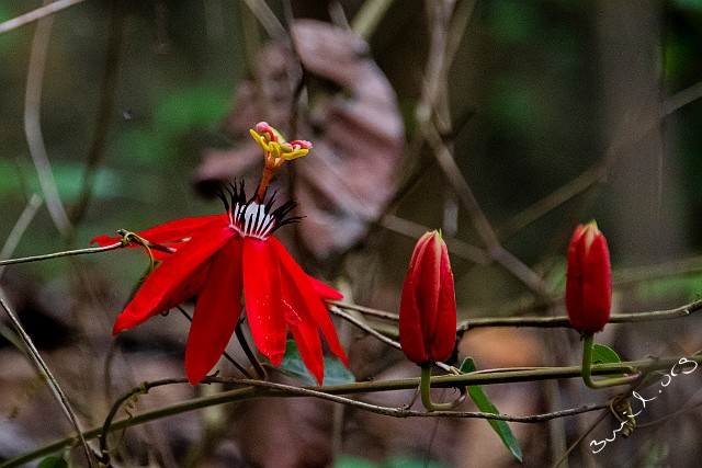 Passiflora, Thailand Red Passion Flower, Passiflora Chiang Rai, Thailand