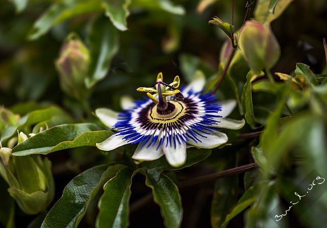 Passiflora, UK Blue Passion Flower, Passiflora Cardiff, Wales, UK