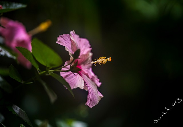 Malvoideae, UK Hibiscus, Malvales Hibiskus Cardiff, Wales, UK